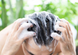 Шампунь-скраб для очищення шкіри голови та бороди Minox Scrab Shampoo 71548956 фото 2